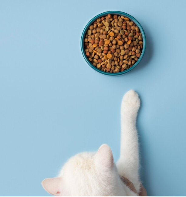 Best Dry Cat Food for Optimal Feline Health: What to Look For in 2025 Best Dry Cat Food for Optimal Feline Health: What to Look For in 2025