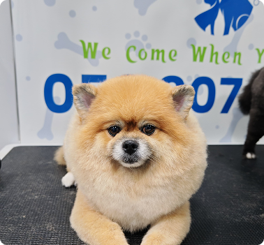 Ultimate Pet Grooming Dubai Tips for Dogs and Owners Ultimate Pet Grooming Dubai Tips for Dogs and Owners